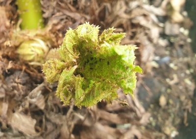 Gunnera manicata barota rukávovitá.